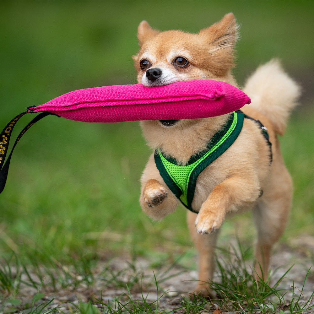 Grossenbacher Harnais Dog's Fun Run Standard