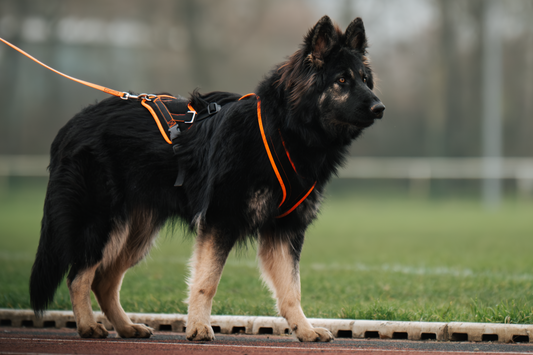 Grossenbacher Harnais V Mantrailing Recherche Utilitaire - poulie et corde - Noire-Orange reflex