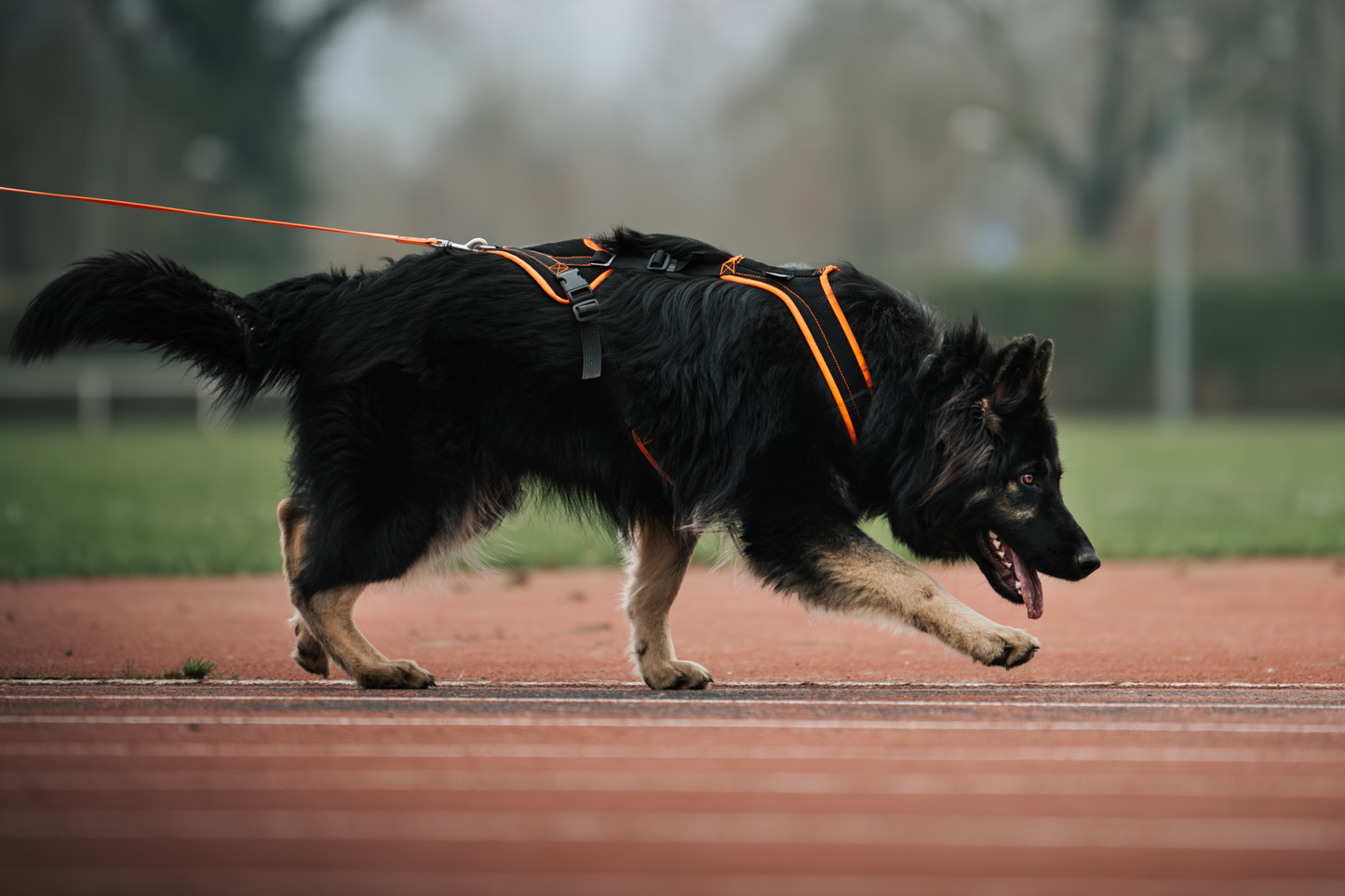Grossenbacher Harnais V Mantrailing Recherche Utilitaire - poulie et corde - Noire-Orange reflex