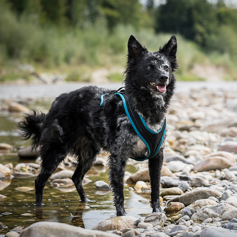 Grossenbacher Harnais Dog's Fun Run Standard