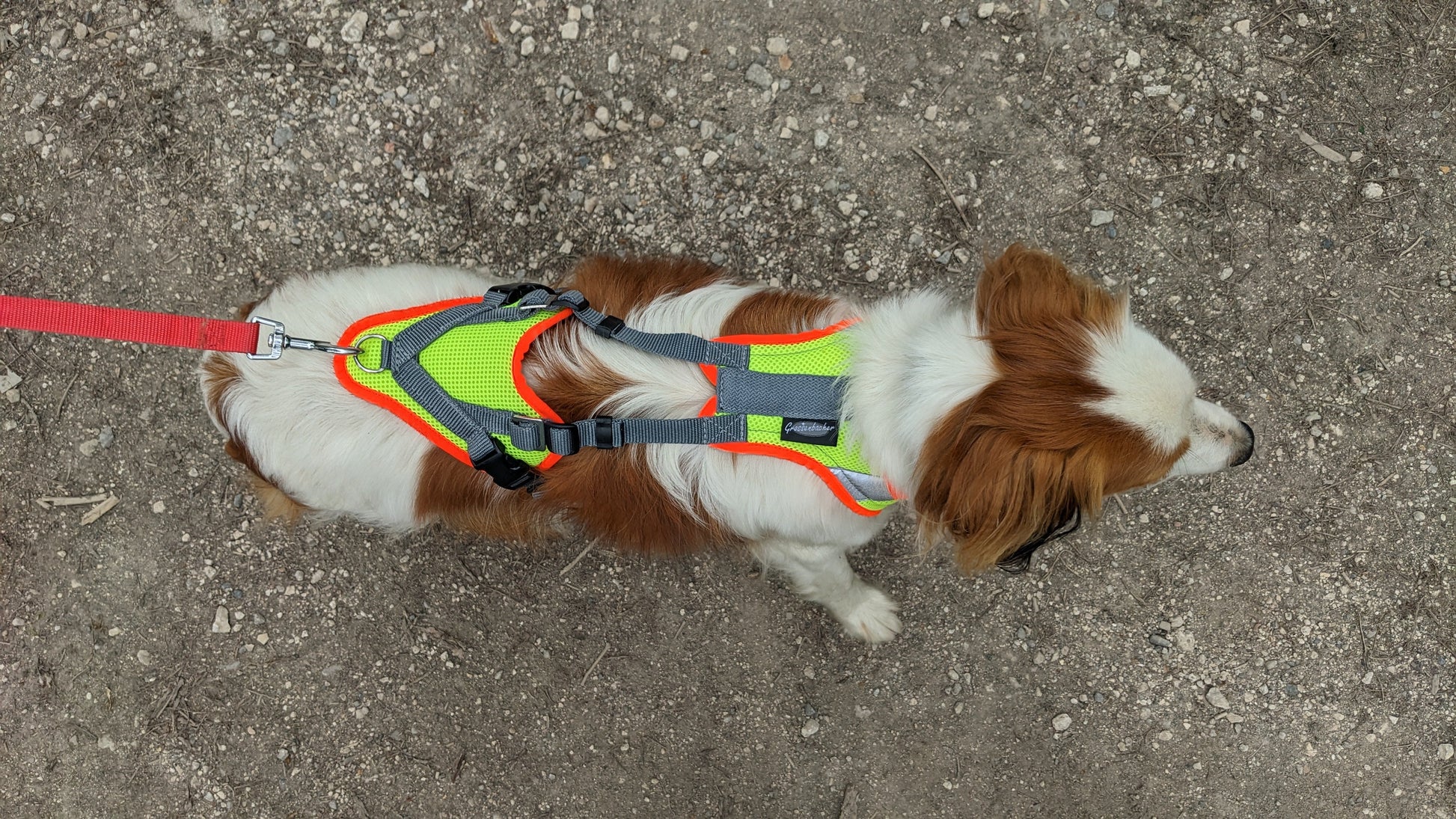 ORBILOC Mousqueton pour Safety Light Dog Dual