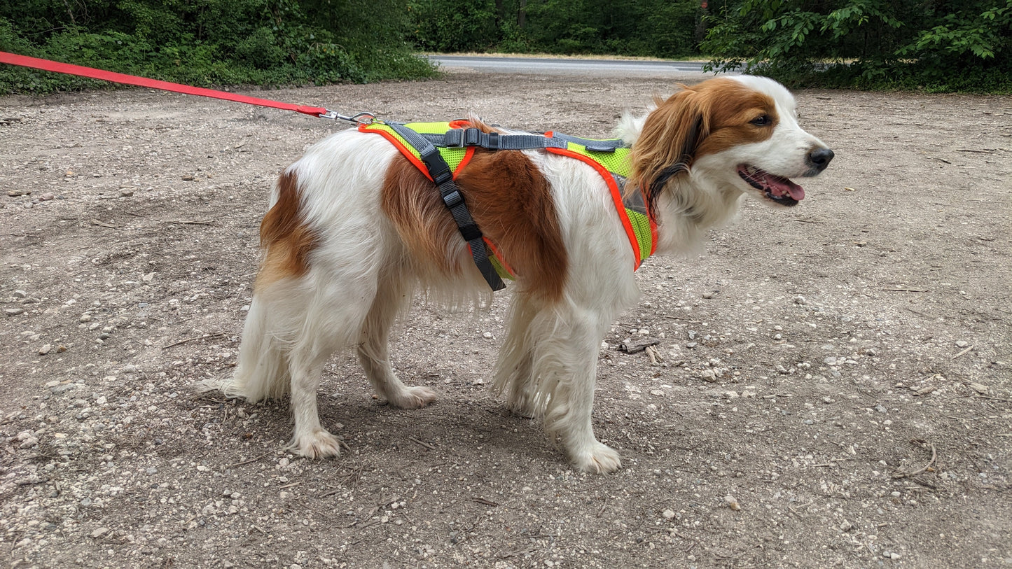 Grossenbacher Harnais V Mantrailing Recherche Utilitaire - poulie et corde - Jaune-Fluo-Orange reflex