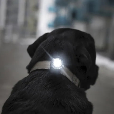 Lampe LED Orbiloc Dog Dual Safety Light étanche longue portée - blanc